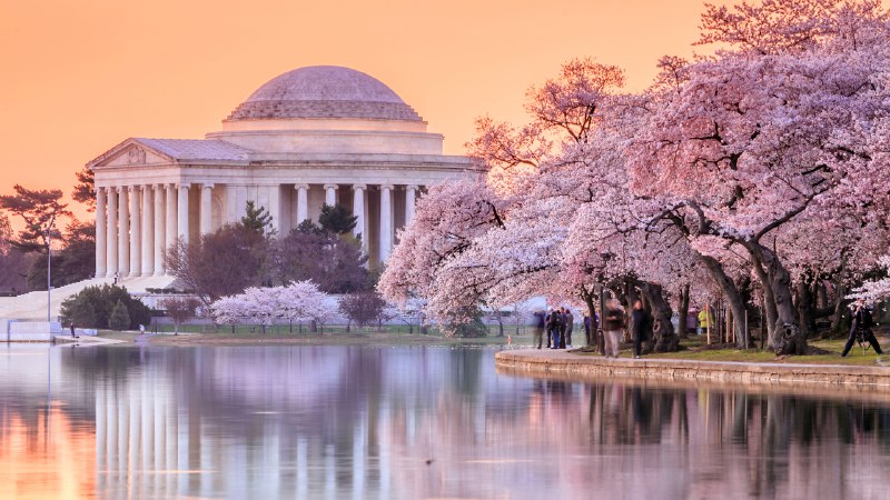 Cherry trees spring to lifeThe Jefferson Memorial during the Cherry Blossom Festival, Washington, DC (© f11photo/Shutterstock)