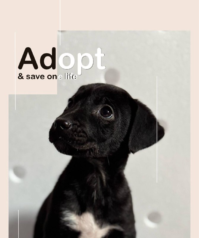 ❤️ Всех сестер удочерили, никто не выбирал их для спасения. 💔