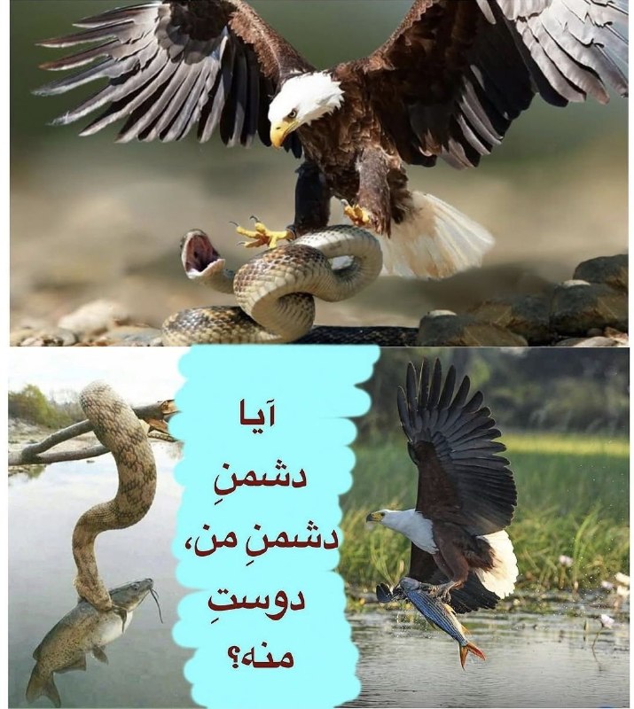 شب نشيني هالو: .#زن_زندگی_آزادیhttps://zil.ink/Mrhallooشب نشینی هالو 👇T.me/sh_n_halloo