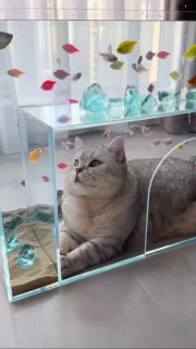 Аквариум с лежанкой для кошки. Как вам идея? Дизайн и ремонт Please open Telegram to view this post VIEW IN TELEGRAM - изображение 1 - telegram, view, аквариум
