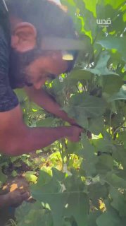 בית להיא... ירקות צומחים מההריסות כדי לבשר שהחיים כאן עדיין אפשריים ומתמשכים.
