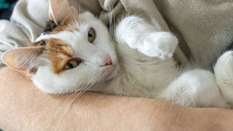 خبرگزاری خبرآنلاین: 🐈 چرا گربه‌ها روی پاهایشان «حسگر» دارند؟▫️برای پاسخ به این سؤال، ابتدا باید بدانیم موهای حسی دقیقاً چه هستند. این موها ک