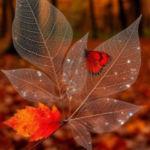 😍🌹♥️ عاشقانه.😍🌹❤️: محبت معامله نیست محبت زبان دل آدم هاست نه توقعی داره نه منت می ذاره وقتی از دل بیادحال آدمو خوب میکنه👍👍🍀🍀🍀