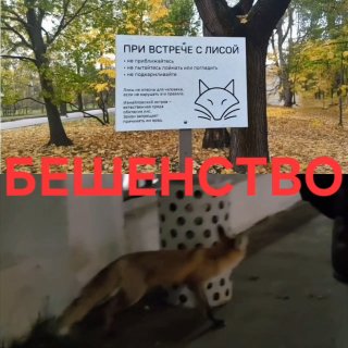 זה מסוכן! מספר חריג של שועלים התרבו באזור מוסקבה ובמספר מחוזות של מוסקבה. אלפי ג'ינג'ים מצוררים על מזבלות א…