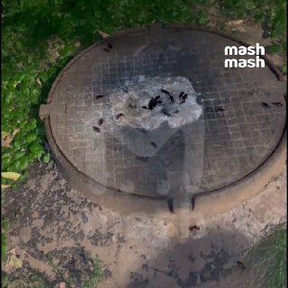 Американские тараканы устроили нашествие на российские дачи — огромные пятисантиметровые усачи прячутся в подвалах и теплицах Москвы и области.Владельцы частных домов всё чаще встречают крупных насекомых. Дезинсекторы говорят, что они могут приезжать в Рос