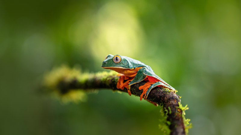 A splendid creatureSplendid leaf frog (© Jan Stria/Shutterstock)
