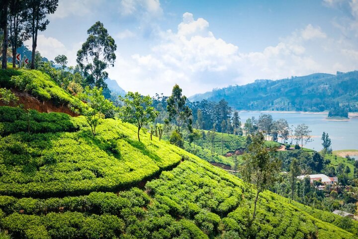 斯里蘭卡 ◦ 奴娃拉伊利雅｜錫蘭紅茶的主要產地 Nuwara Eliya