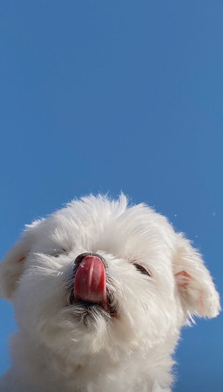 🐾فرشته نجات حیوانات🐾: dogdog