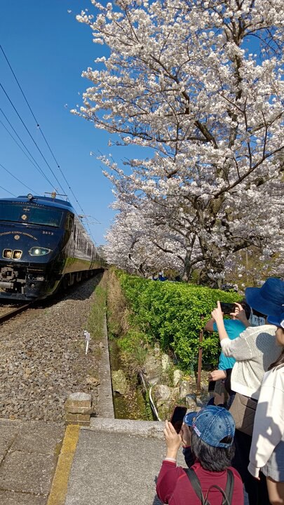 日本唯一的陶瓷鳥居--陶山神社賞櫻記