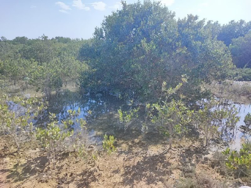 מלחמה ומוות של מנגרובים; הצורך בהתערבות של פורומים בינלאומיים