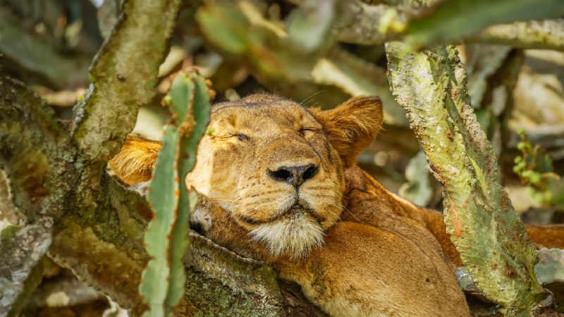 Snooze and conquerA lion sleeping in Ishasha Sector, Queen Elizabeth National Park, Uganda (© Gunter Nuyts/Getty Images)