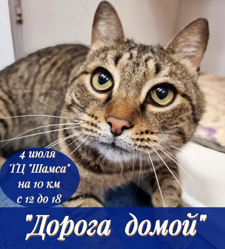 Сегодня наши замечательные котики будут ждать встречи...