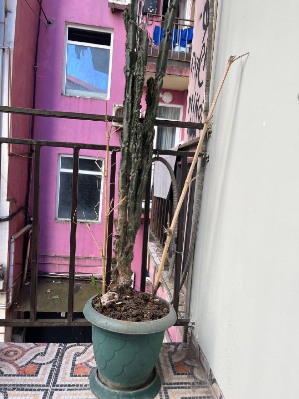 отдаю кактус даром.сегодня если заберете🙏🏼 — фото 1