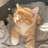 💛‘marmaladecat’💛