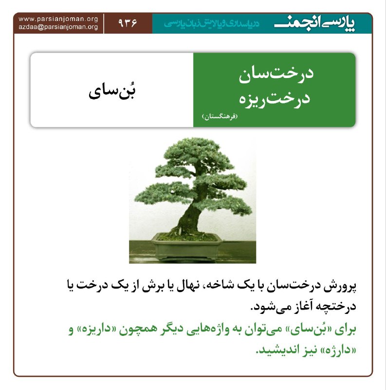 پارسی‌انجمن: 🔻درخت‌سان، داریزه: بن‌سایپارسی‌انجمن 🔻@Parsi_anjoman‏