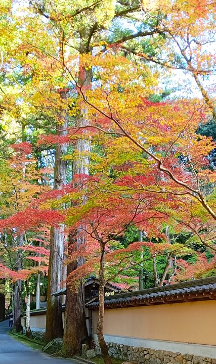 廣島佛通寺賞楓記