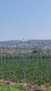 🚨 מאשה אל מנצורי