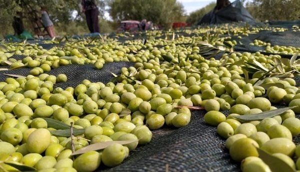 خبر فوری کرمانشاه: 🔺🔻 پیش‌بینی برداشت ۶۵۰۰ تن زیتون در کرمانشاه🔺مدیر باغبانی سازمان جهاد کشاورزی استان کرمانشاه گفت: برآورد می‌شود امسال ۶۵