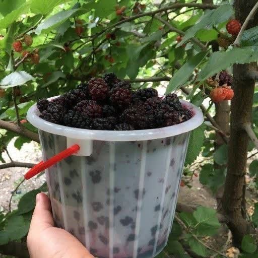 هیدج زیبا: شاتوت مخصوص هیدج شاتوت مخصوص هیدج پیوندی درجه یک برای فروش داریم / عسگری / تماس بگیرید☘ چغندر ☘ شوید☘ خیار ☘ گلابی☘ هلو