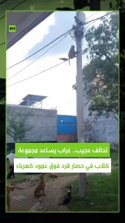 משהד קוף מוזר טיפס על עמוד חשמל כדי לברוח מהכלבים, אבל עורב סקרן החליט להתערב ולנסות להוריד אותו כדי לתמוך…