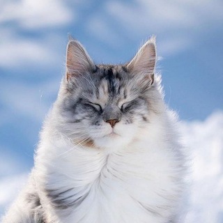 Cats.Gif Telegram Group Link