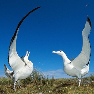 Albatrops Chat School