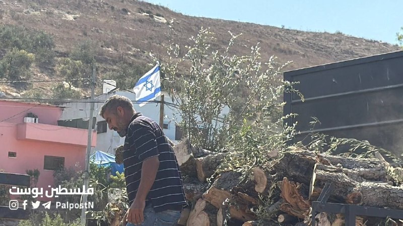 مزارعون فلسطينيون يجنون الزيتون رغم تجريف الاحتلال