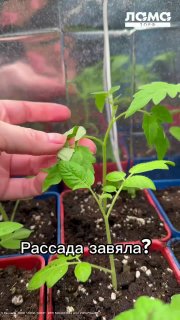 Мечтаете о богатом урожае, но что то идёт не так? То листья желтеют без причины, то плоды мелкие, то цветы вянут Знакомо? Мы знаем, как это исправи... - изображение 1 - цветы, ваш, сад