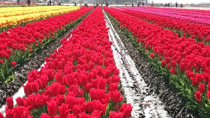 富山入善町的鬱金香花田