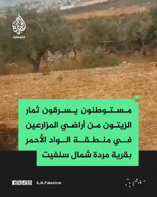 מתנחלים גונבים זיתים מאדמות חקלאים באזור אל-ואד אל-אחמר בכפר מרדה, צפונית לסלפית.