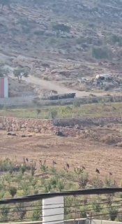 مستوطنون يطلقون مواشيهم قرب منازل سكان المغير