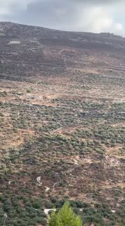צבא הכיבוש עקר במהלך השעות האחרונות מאות עצי זית וחרס שטחים נרחבים של אדמות חקלאים בכפר טל, מדרום-מערב לשכם.