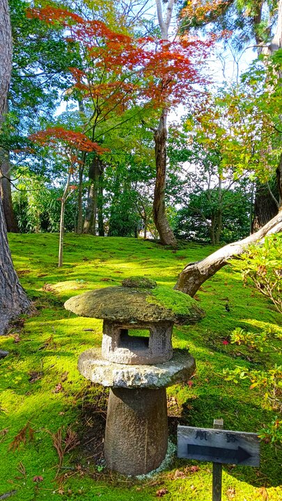 新潟縣新發田清水園賞楓記