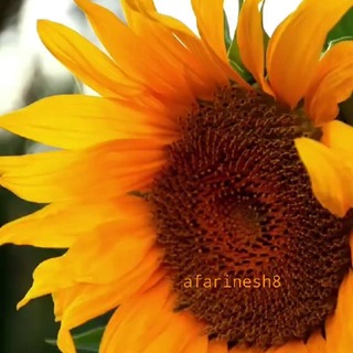 Telegram profile photo for زیبای هاے طبیـ؏ت و آفرینش🤎