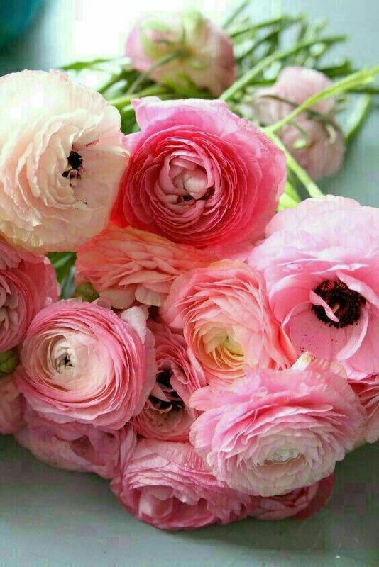🌹👌سخنان ناب و پند آموز👌🌹: همگے رهگذر هستیم.بہ ڪسے ڪینہ نگیرید🍃🌸دل بیڪینہ قشنگ استبہ همہ مهر بورزید😊بہ خدا مهر قشنگ استظهرتون دلنشین و ناب@pand_e