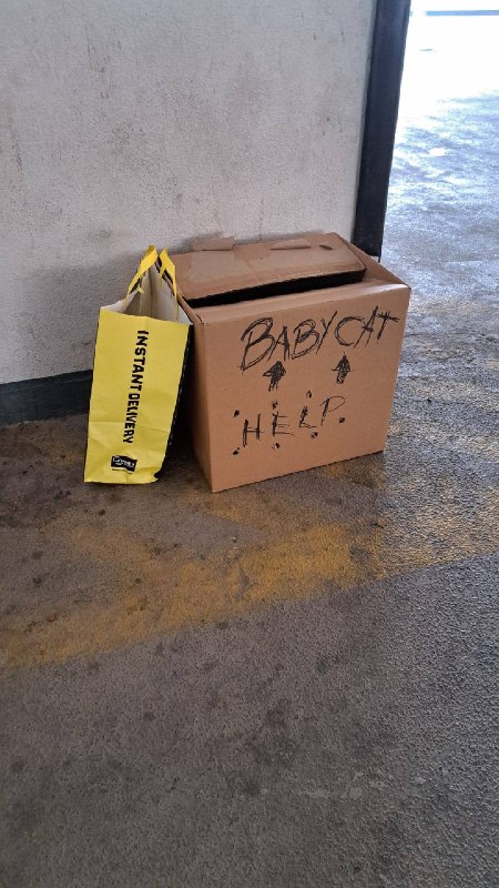 Рубрика #дубайскиеновости Сегодня ночью на парковку в Дейре подкинули двух маленьких котят. Их нашел молодой
