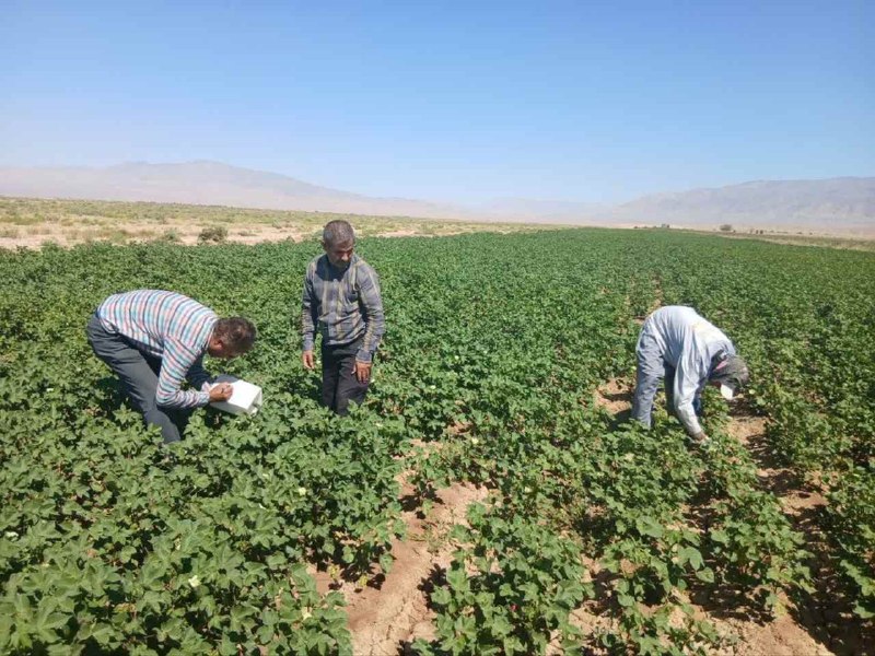 کانال نیلوفر سنخواست: ✅پایش مستمر مزارع پنبه بخش سنخواست؛ وضعیت مزارع مطلوب ارزیابی شد🔸در راستای رصد و پیشگیری از شیوع آفات در مزارع پنبه، پای