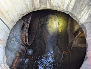 Во Флориде из ливневой канализации спасли 186-килограммового ламантина — New York Post Застрявшее в канализации животное нашел геодезист, который работал над улучшением системы отвода воды в районе пляжа Мельбурн. Спасатели при участии сотрудников комиссии