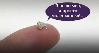 В Таиланде наткнулись на крошечную кошку, которую считали вымершей: https://lentach.media/01hS4