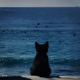 🐈‍⬛