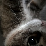 кьшчк