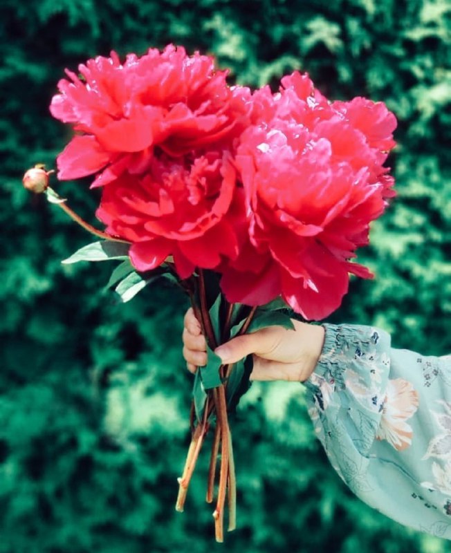 ♥️س̾ل̾ط̾ا̾ن̾ ق̾ل̾ب̾م̾ م̾ا̾د̾ر̾م̾♥️: تزریق انرژی مثبت➕تکرار کنیم❤️‏من امروز به استقبال زیبایی‌ها میروم، و میدانم همه چیز بر وفق مراد من میگردد، وقتی زیبا بیا