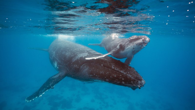 Protecting the giants of the seaHumpback whale mother and calf, Tonga (© Chase Dekker/Minden Pictures)