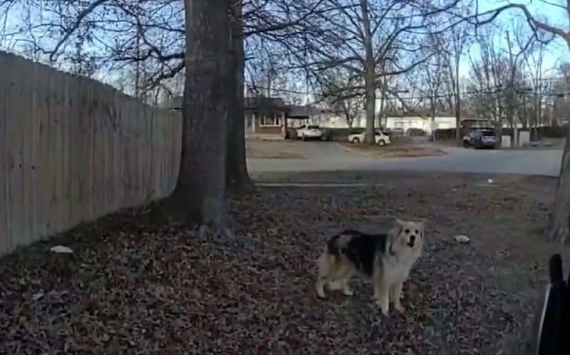 Бездомная собака помогла найти потерявшегося ребенкаСобака протянула «лапу помощи» американским полицейским, которые приехали на поиски пропавшего трехлетнего мальчика. Пес заметил офицеров и сразу же начал лаять, настойчиво привлекая их внимание, говоритс