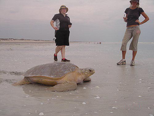 澳洲CVA環保義工─拯救平背海龜