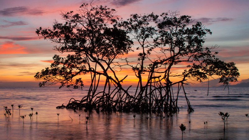 Between land and sea, life beginsSunrise on a red mangrove in the Pig Keys, Honduras (© Mac Stone/Tandem Stills + Motion)