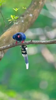[Video] The aerodynamics of the Red-billed Blue Magpie in flight.Native to Asia, this bird is  [...]