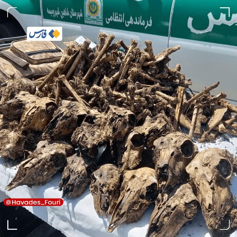 خبرهای داغ/مهم 🔖: کشف ۴۱ جمجمۀ آهو از چاه آبی در شاهین‌شهرفرمانده انتظامی شاهین‌شهر:🔹۲ شکارچی غیرمجاز که در یک سال گذشته بیش‌از ۵۰ آهو را 