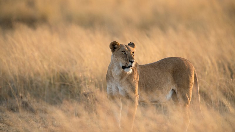 Roar for a causeLioness in Maasai Mara National Reserve, Kenya (© Tandem Stock/Adobe Stock)