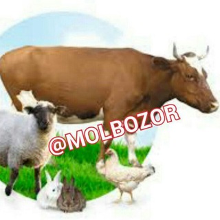 🐂🐃MANGIT MOL 🐂🐃 BOZOR🐏🐑 VA EM HASHAK MAHSULATLARI